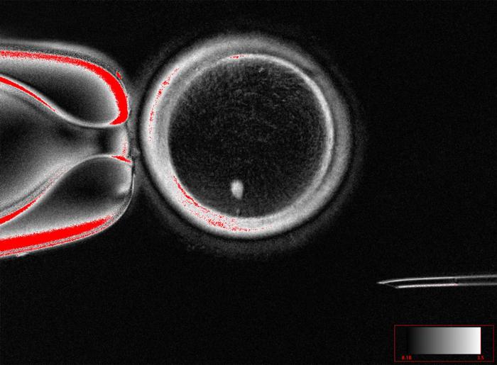 Oocyte with skin cell nucleus