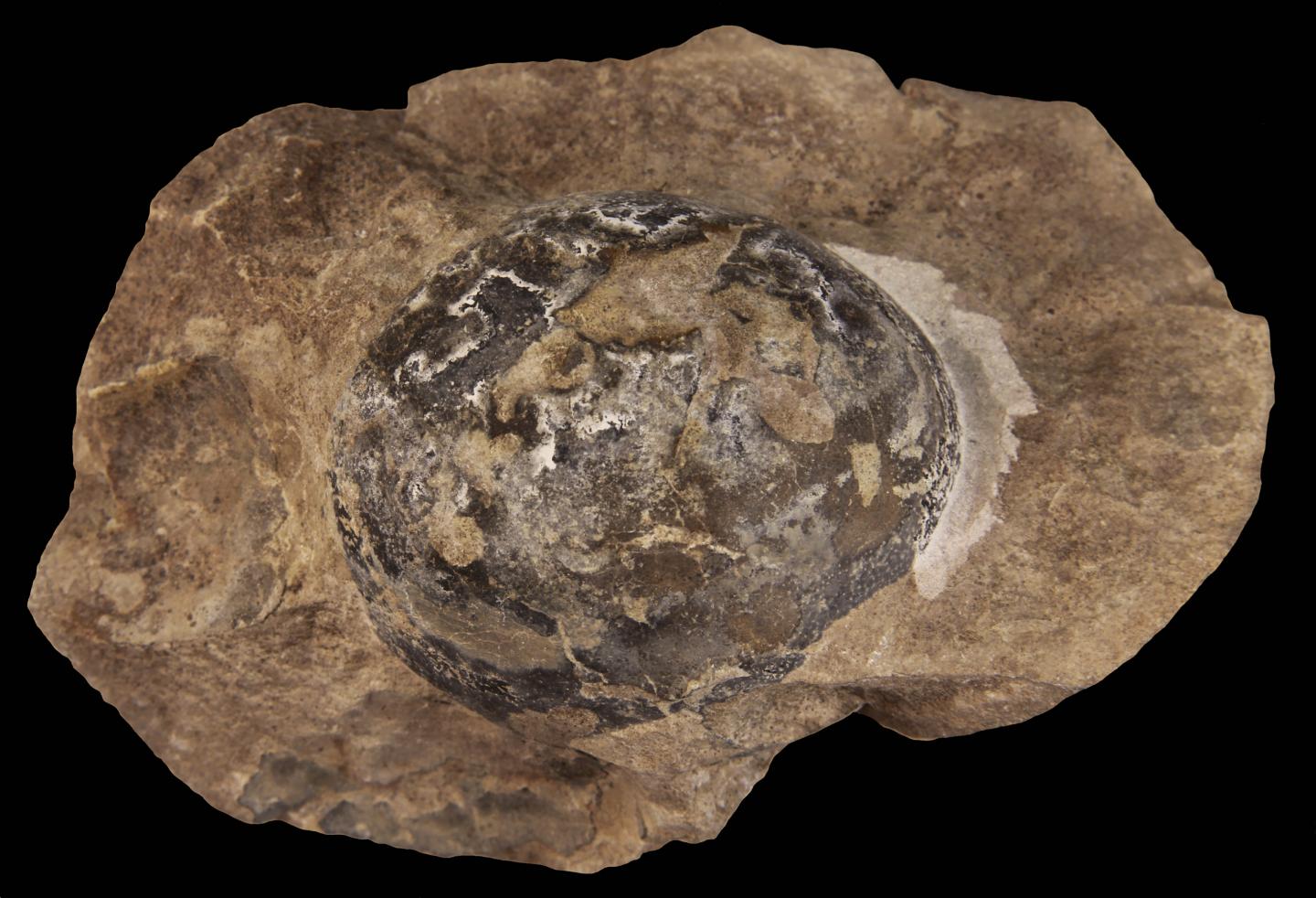Mussaurus Egg