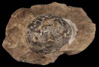 Mussaurus Egg