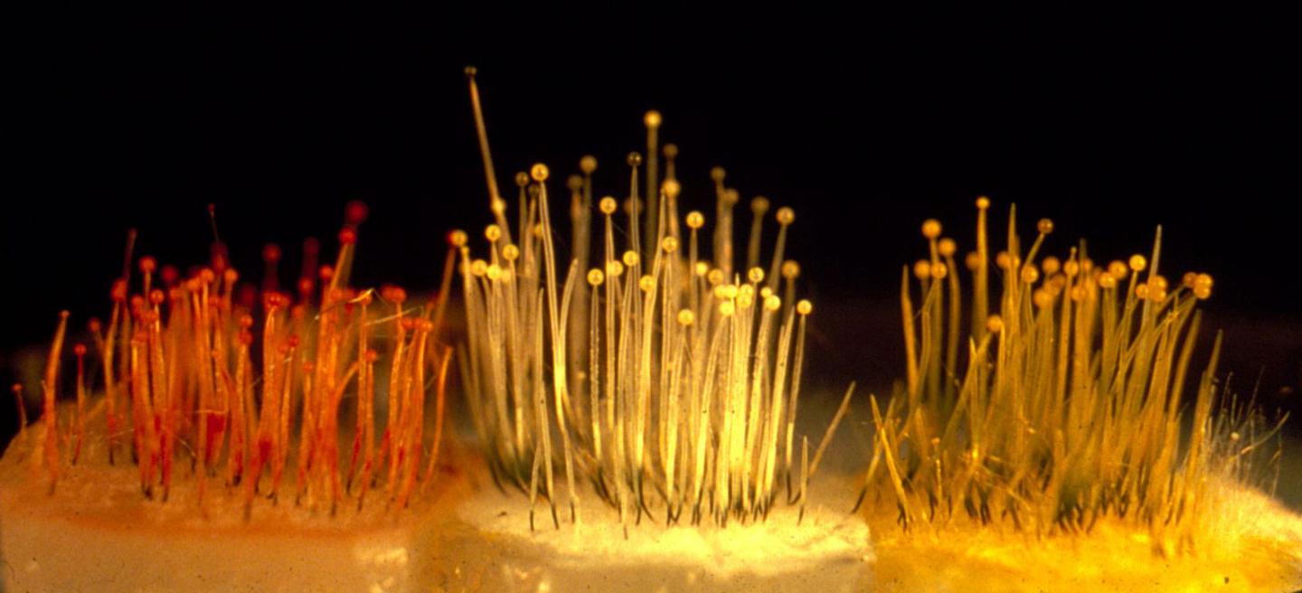 Fruiting Bodies of <i>Phycomyces</i> Fungi