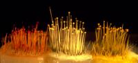 Fruiting Bodies of <i>Phycomyces</i> Fungi