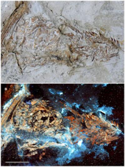 Composite Skull?