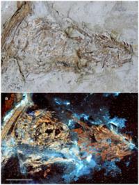 Composite Skull?