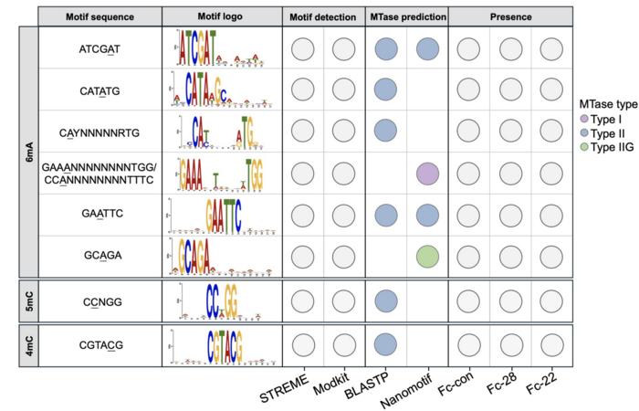 Methylated motifs in F. columnare under nutrient-rich and nutrient-deprived conditions. Motif CAYNNNNNRTG was significantly demethylated during starvation status, while motif GCAGA showed temperature-dependent changes.