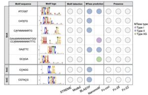 Methylated motifs in F. columnare under nutrient-rich and nutrient-deprived conditions. Motif CAYNNNNNRTG was significantly demethylated during starvation status, while motif GCAGA showed temperature-dependent changes.