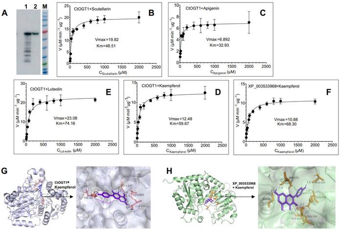 Kinetic parameter analysis of CtOGT1 and molecular docking of CtOGT1 with kaempferol.