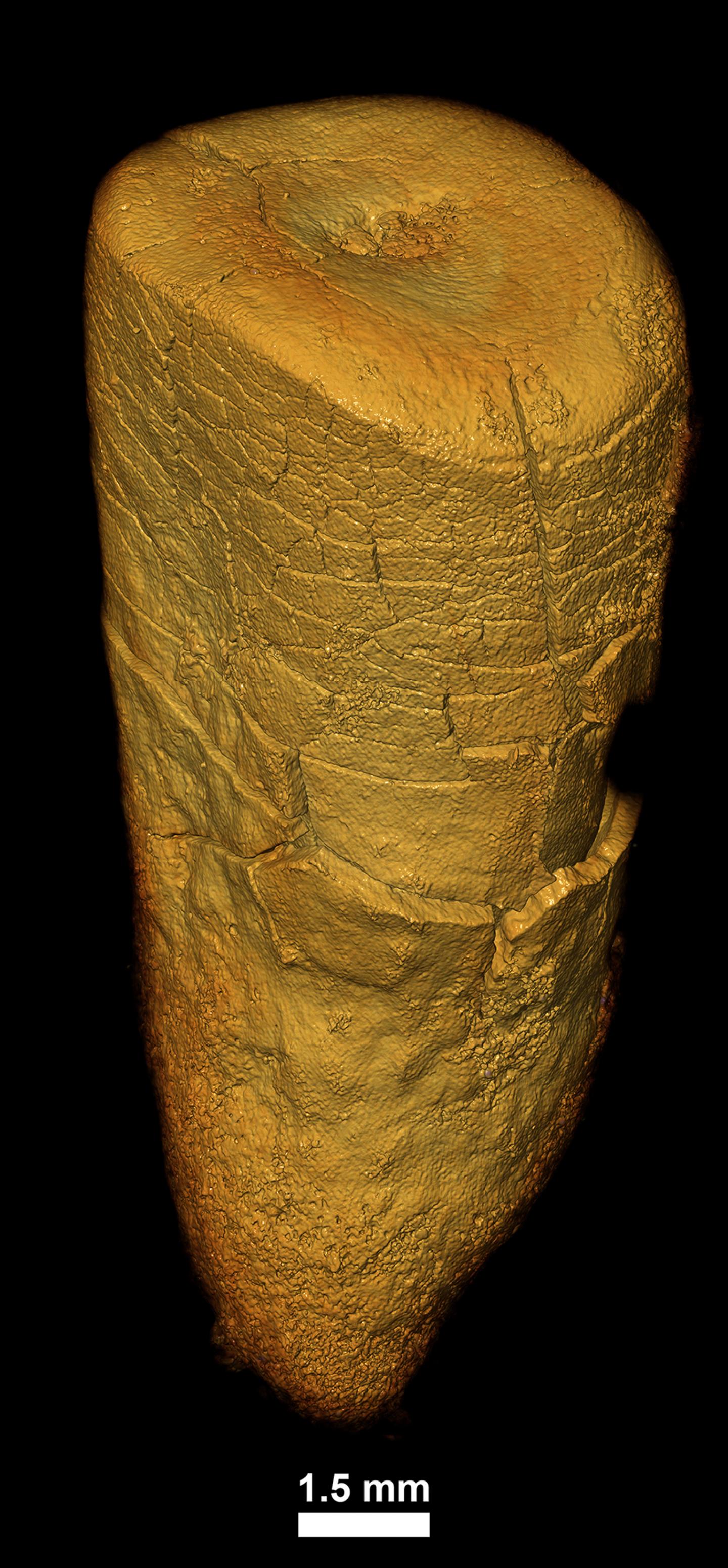 Neandertal Tooth