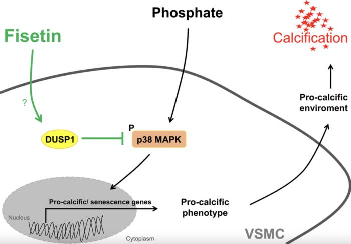 Fisetin ameliorates vascular smooth muscle cell calcification via DUSP1-dependent p38 MAPK inhibition