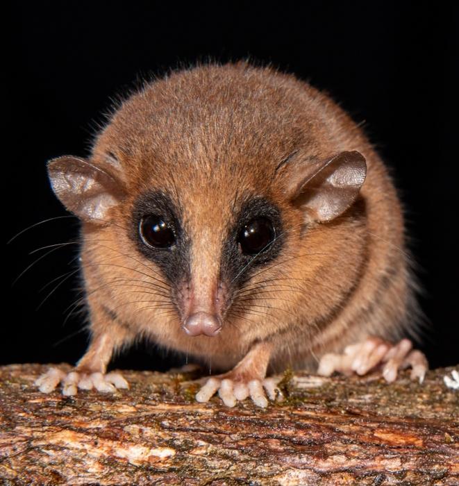 Mouse opossum