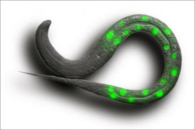 Normal Juvenile <i>C. elegans</i> Worm