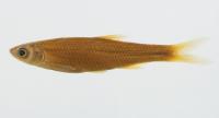 Emerald Shiner