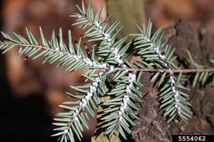 Hemlock Woolly Adelgids