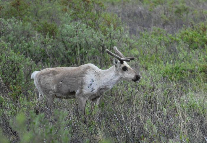 CARIBOU
