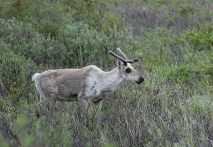 CARIBOU