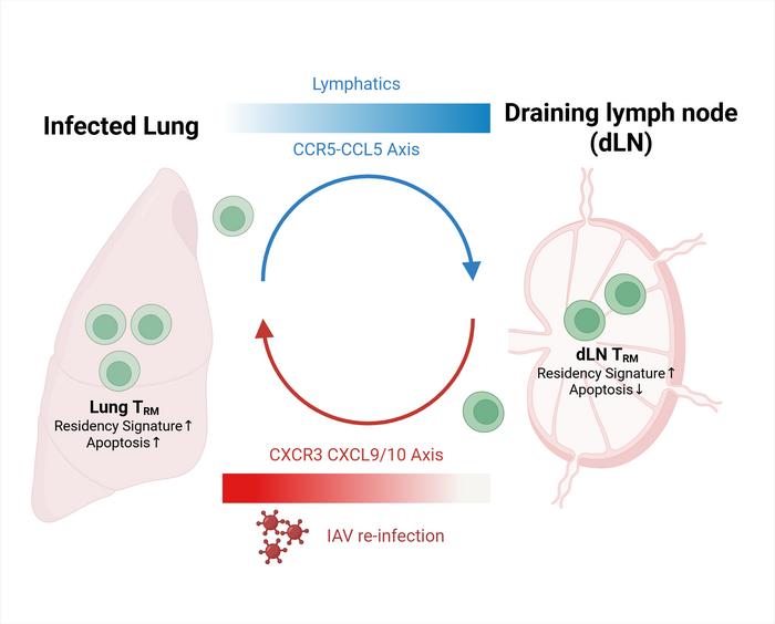 Retrograde migration maintains TRM homeostasis between the lung and draining lymph nodes (dLN) following IAV re-infection.