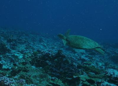 Green Sea Turtle
