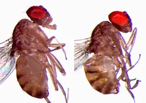 Two Drosophila Testacea flies