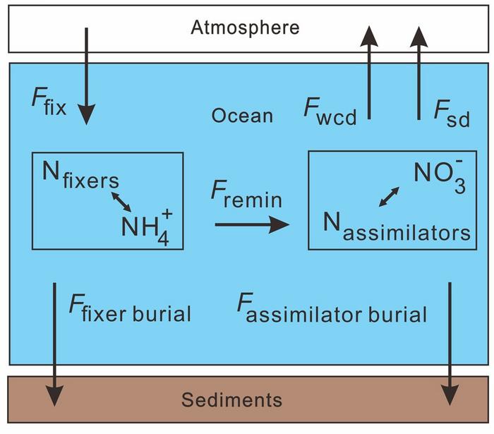Simplified nitrogen cycle box model