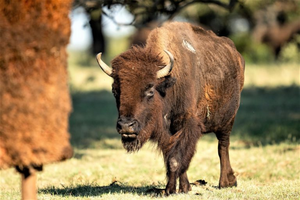 Bison