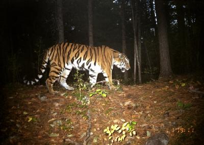 Siberian Tiger