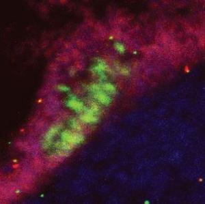 Peripheral neural stem cells
