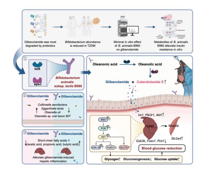 Probiotics combined with antidiabetic drugs overcome the “drug black hole,” achieving enhanced efficacy and reduced toxicity