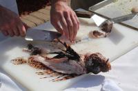 Lionfish Fillets