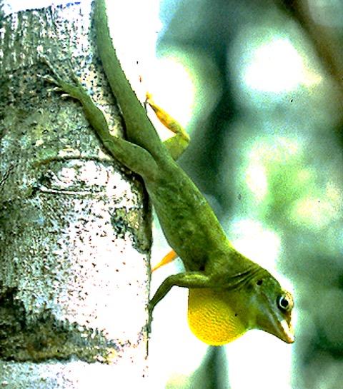 <i>Anolis evermanni</i>