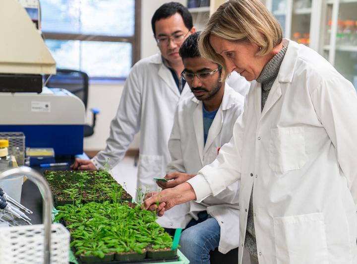 Mackenzie researchers