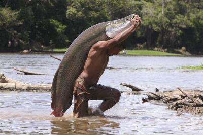 Giant Fish