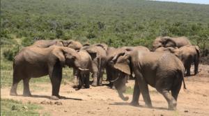 The male elephant on the right performs an Ear Flap to the younger male on the left.
