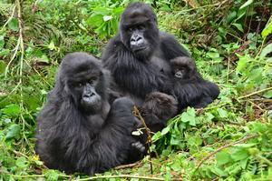 Three generations of mountain gorillas sitting together