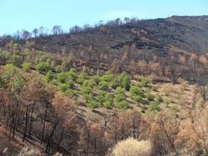 Wildfire prevention through the revival of diverse land uses in northern Extremadura (Spain)