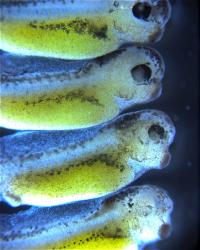 Tadpoles