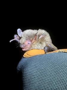 Myotis velifer