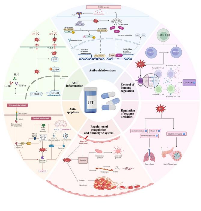 Pharmacological mechanism of ulinastatin