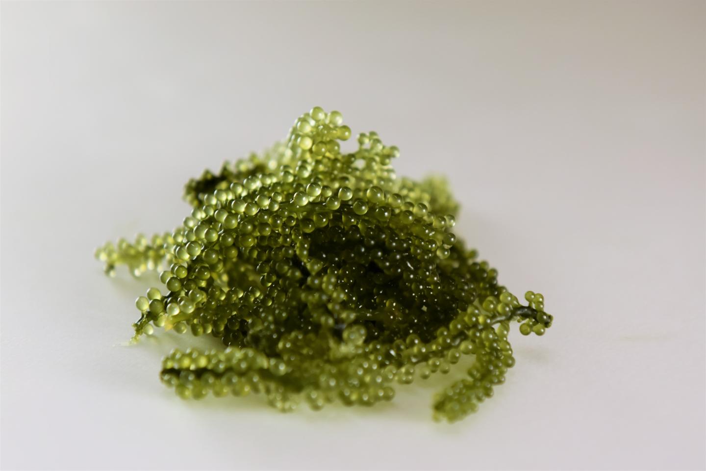 Sea Grapes