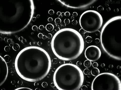 Droplets Coalescing and Growing on a Biphilic Surface
