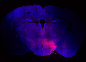 Stress-sensitive hypothalamic neurons are labelled with fluorescent protein to reveal brain-wide arborisations