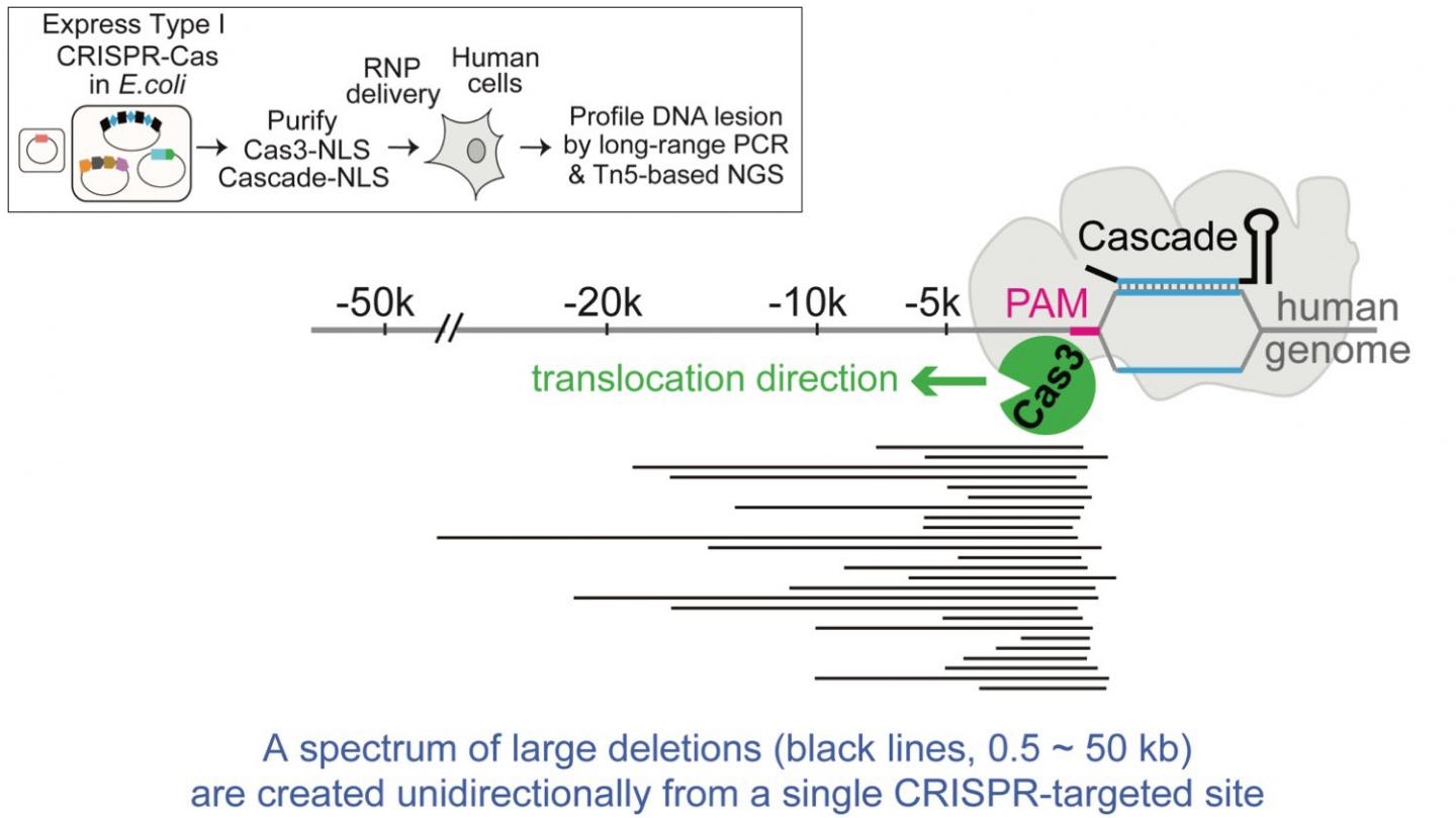 CRISPR-Cas3 Mechanism