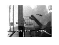 Whale Video, Photo of a Pool Superimposed