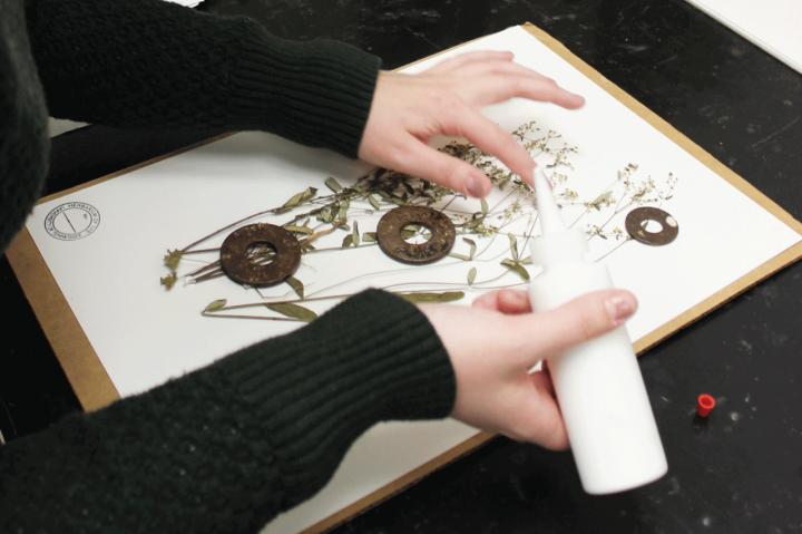 Herbarium Mounting