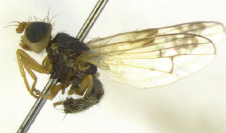 <i>Acanthiophilus minor</i>