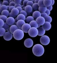 Why Are Bacteria All the Same Size?