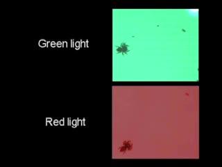 To Gauge Distance, Jumping Spiders See Green (5 of 7)
