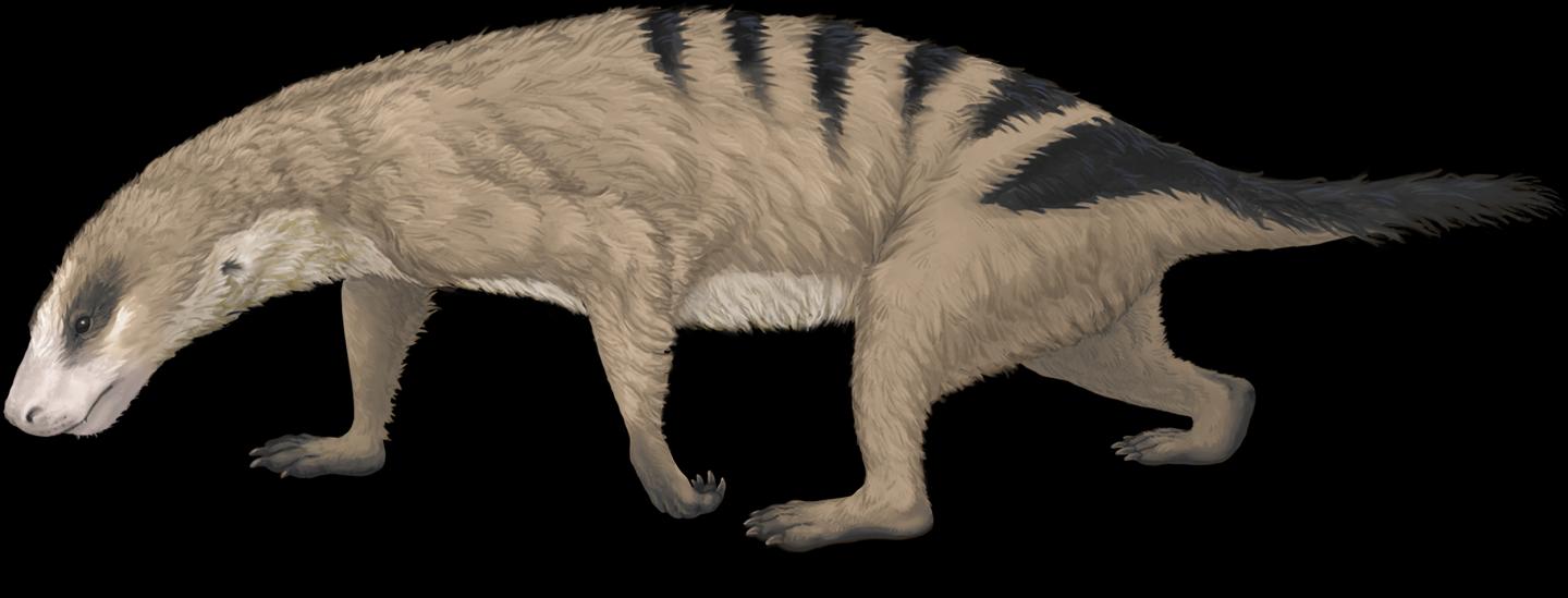<i>Thrinaxodon</i>