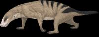<i>Thrinaxodon</i>