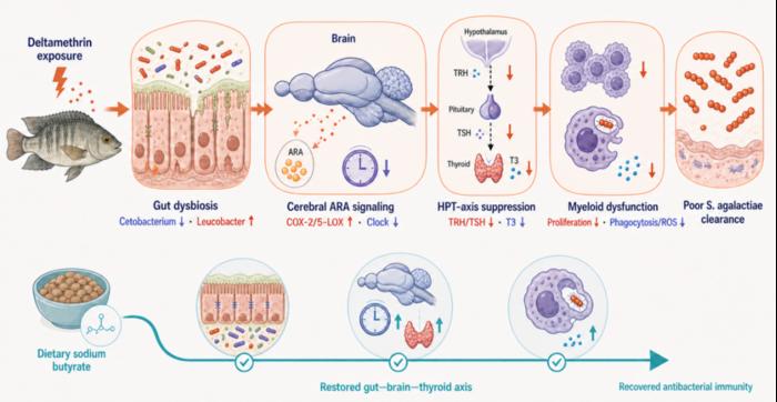 HOW DELTAMETHRIN DISRUPTS THE GUT–BRAIN–THYROID AXIS AND WEAKENS FISH IMMUNITY, AND HOW DIETARY SODIUM BUTYRATE ALLEVIATES THESE EFFECTS.