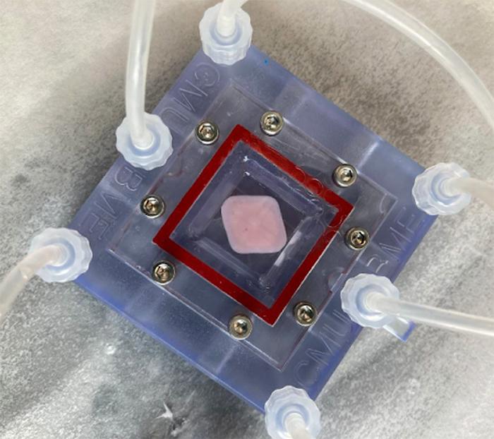 FRESH 3D bioprinted liver tissue