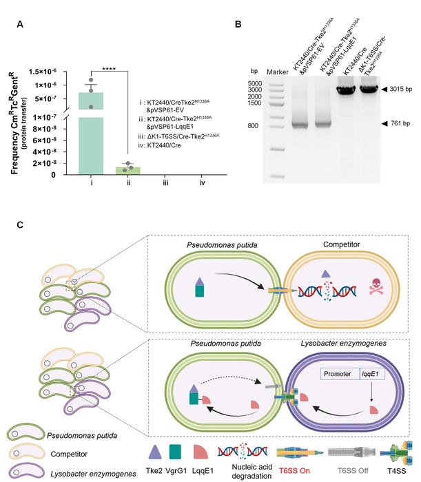 A new strategy in bacterial competition: win without battle